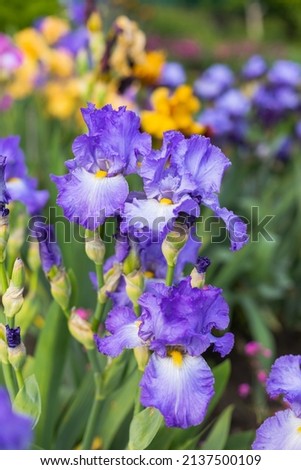 Yellow and blue blooming iris flowers closeup on green garden background. Sunny day. Lot of irises. Large cultivated flowerd of bearded iris (Iris germanica). Blue and yellow iris flowers are growing Royalty-Free Stock Photo #2137500109