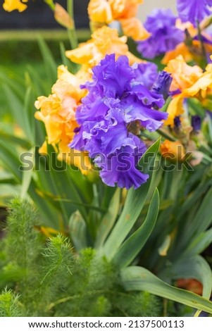Yellow and blue blooming iris flowers closeup on green garden background. Sunny day. Lot of irises. Large cultivated flowerd of bearded iris (Iris germanica). Blue and yellow iris flowers are growing Royalty-Free Stock Photo #2137500113
