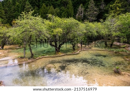 Close up, landscape size picture, green trees in the middle of the emerald green turquoise pond, yellow terraces in Huanglong Scenic Area, Sichuan, China, copy space for text 