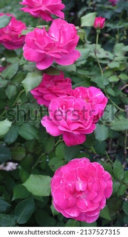 Different colour roses in rose garden