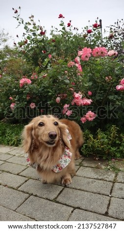 Rose and dog in rose garden