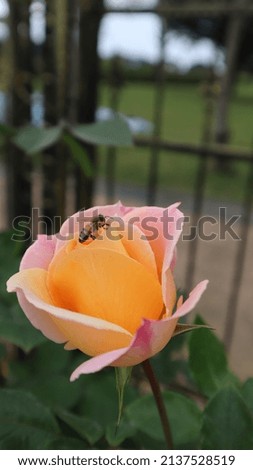 Bee on beautiful yellow rose 