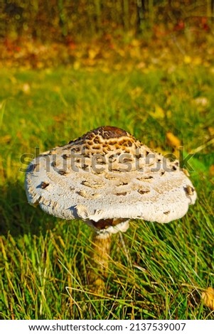 A beautiful mushroom grows in a clearing in the forest
