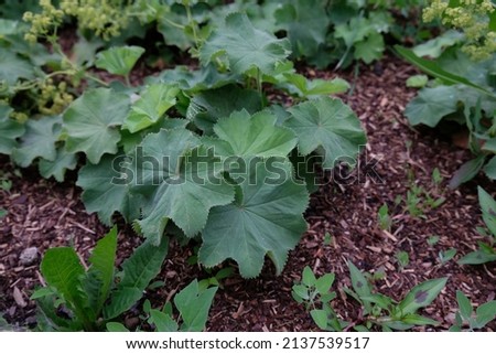green ladys mantle grows in the bed Royalty-Free Stock Photo #2137539517