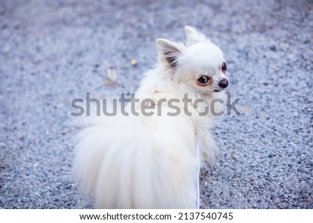 Long-haired dog of the Chihuahua breed