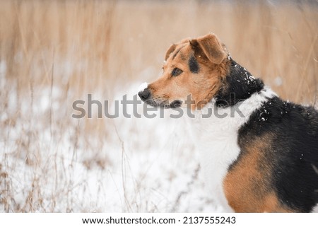 portrait of a dog with snow on its nose.
dog is outside around the field