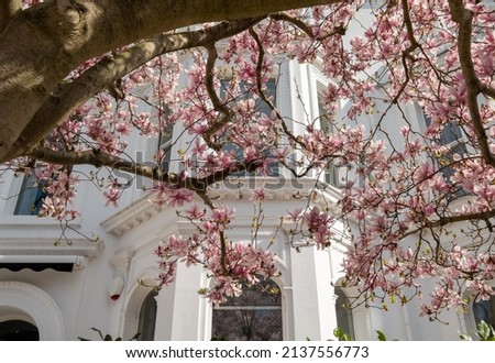 Close up of magnolia tree with delicate stunning pink flowers. Photographed in the front garden of a house in Kensington, west London UK. 