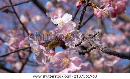 Cherry blossoms blooming in Japan. Image of spring.