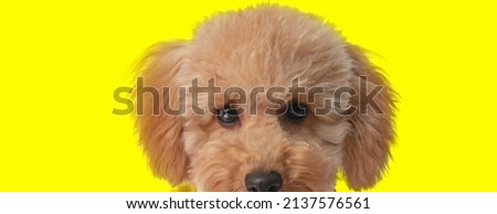 adorable picture of sweet little poodle baby dog with cute face and eyes in front of yellow background in studio