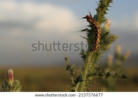 Fluffy caterpillars crawl along the thistle stem, close-up