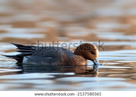 Swimming duck. Blue water background. Duck: Eurasian Wigeon. 