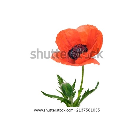 macro closeup of bright beautiful soft red oriental poppy Papaver flower branch with green leaves isolated on white