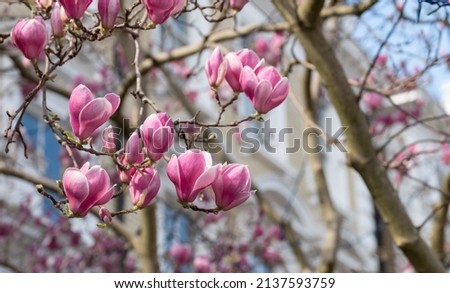 Close up of magnolia tree with delicate stunning pink flowers. Photographed in the front garden of a house in Kensington, west London UK. 