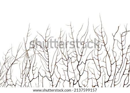 Beautiful exotic branching coral on white background, closeup