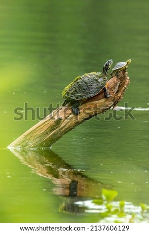 Yellow Bellied Slider resting on a Cypress Knee