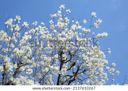 Magnolia denudata in full blooming