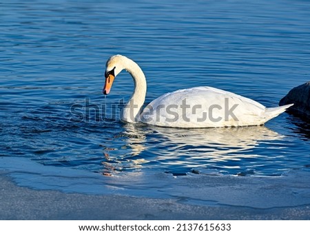 Mute Swan swimming alone in springtime pond Royalty-Free Stock Photo #2137615633
