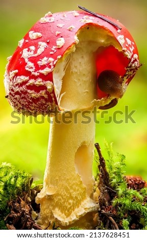 Fly agaric in nature. Poisonous fly agaric. Fly agaric macro view Royalty-Free Stock Photo #2137628451