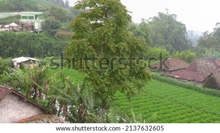 blurry and grainy picture with some color noise of big tree in mountain area shrouded in fog and between farms and villages indonesia