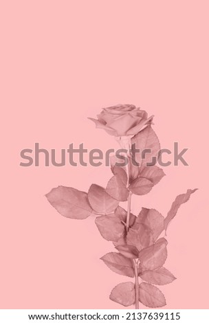 Pink rose on a pink background. Minimal natural layout. Pink natural color background.