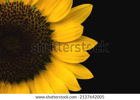 Sunflower isolated on black background .Yerllow flower ,close-up