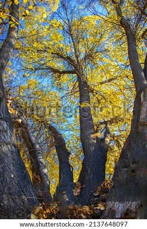 Autumn leaves and trees and creative photography with great visibility