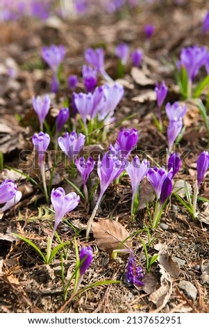 Purple and white crocuses in the spring forest. Spring forest beautiful flowers. Fresh, light, spring colors.

