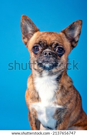 Short haired chihuahua in studio
