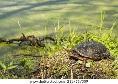Adult Spotted Turtle - clemmys guttata
 Royalty-Free Stock Photo #2137667309