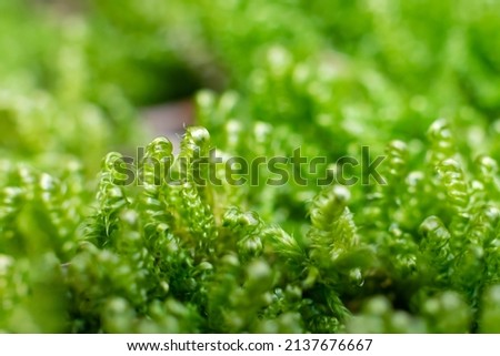 Calliergonella lindbergii moss in the ground in forest. Macrophotography