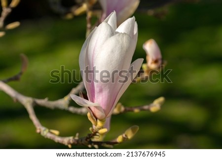 Close Up Pink And White Magnolia Soulangeana 