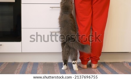 A beautiful fluffy gray cat stands up on its hind legs and reaches for the table where its owner is preparing food. Pets in the kitchen, feeding and caring for our cats Royalty-Free Stock Photo #2137696755