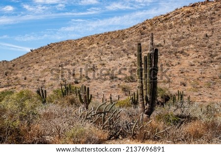 Mexican cactus field in the desert, part of a large nature reserve area in the town of Todos Santos, in Baja California Sur, Mexico. Royalty-Free Stock Photo #2137696891