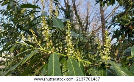 Cherry laurel blossoming in spring Royalty-Free Stock Photo #2137701467