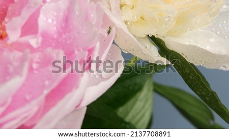 Water rain drops on peony flowers spring bloom, floral blossom of paeony. Springtime moist botanical flora. Pastel color paeonia inflorescence. Bouquet. Dew or raindrops on spring wet petals. Droplets Royalty-Free Stock Photo #2137708891