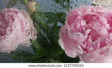 Water rain drops on wet window glass, peony flowers spring bloom, floral blossom of paeony. Springtime botanical flora. Pastel color spring paeonia inflorescence. Bouquet. Dew, droplets or raindrops. Royalty-Free Stock Photo #2137709263