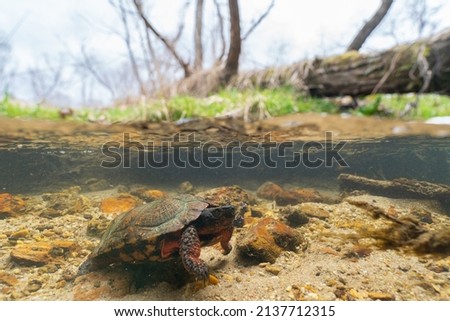 Half underwater picture of wood turtle