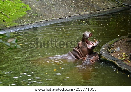 Hippopotamus (Hippopotamus Amphibius)  in the water.