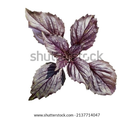 Purple basil leaves (tops). Red basil leaves isolated on white background. Clipping paths.