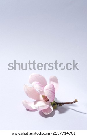 Magnolia springtime minimalistic still life. Beautiful pink magnolia flowers on the soft blue gray background, copy space for graphic design. Zen natural concept, copy space
