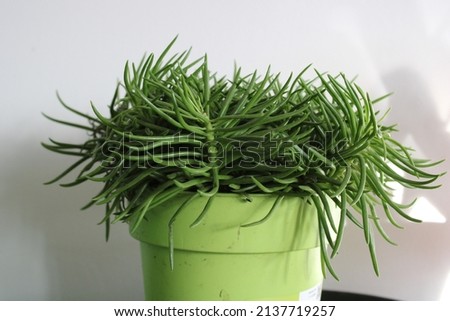 green senecio BARBERTONICUS himalaya, Himalaya Groundsel plant in green plastic pot Royalty-Free Stock Photo #2137719257