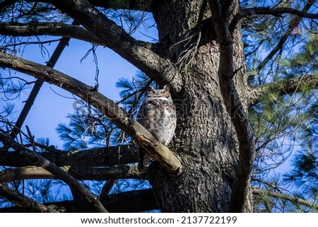 The great horned owl (Bubo virginianus) also known as the tiger owl is native bird to the Americas