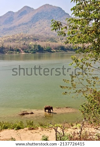 Elephant in the wild in Laos