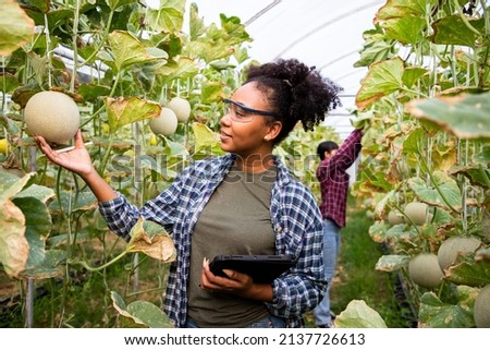 Portrait of Africa American farmer and diverse woman check quality products in melon farm examining crop at gardener. Agribusiness and transportation business concept.