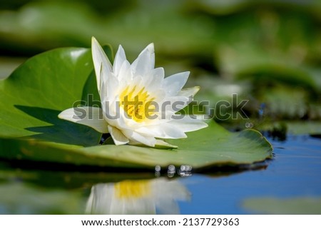 Lovely flowers White Nymphaea alba, commonly called water lily or water lily among green leaves Royalty-Free Stock Photo #2137729363