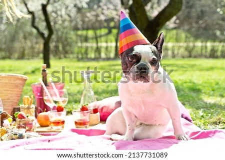 Horizontal cropped image of french bulldog on birthday party outdoors. Front portrait of black and white small dog wearing a birthday hat on a spring picnic. Animals lifestyle outdoors.