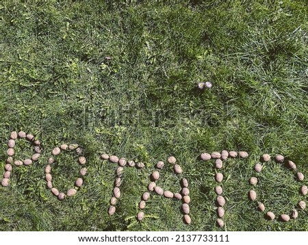 peeled potatoes lie on the grass. The word "potato" from kartovel, edible letters on the lawn. capital letters from a vegetable. farmer's products. natural food, vegan products.