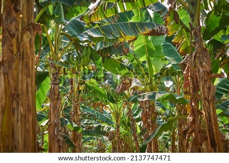 cultivation of "plátano macho", organic farming, plantain plants in Mexico, banana Royalty-Free Stock Photo #2137747471
