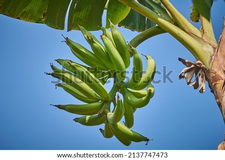 cultivation of "plátano macho", organic farming, plantain plants in Mexico, banana Royalty-Free Stock Photo #2137747473