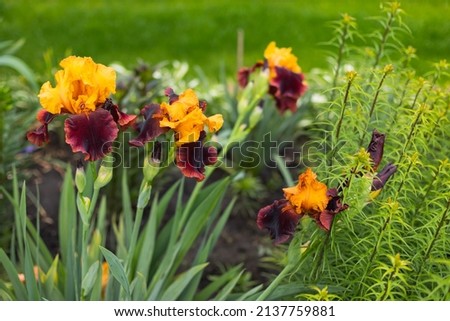 Many yellow, orange and brown blooming iris flowers closeup on green garden background. Sunny day. Lot of irises. Large cultivated flowerd of bearded iris . Yellow and brown iris flowers are growing Royalty-Free Stock Photo #2137759881